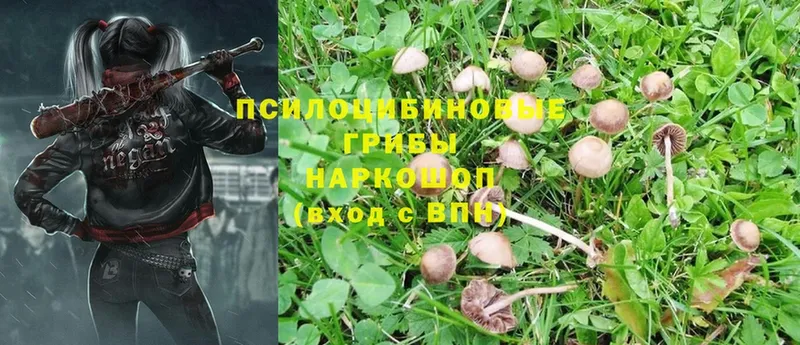 Галлюциногенные грибы Magic Shrooms Ветлуга